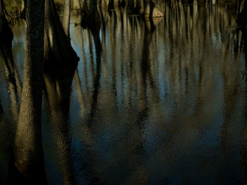 Cypress tree trunks rising out of dark swampy water with bits of the sky sneaking through
and reflecting off the gently rippled surface